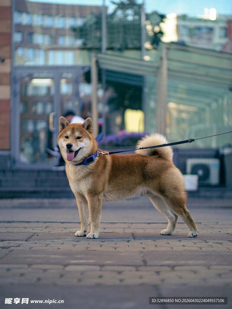 户外站立的可爱柴犬