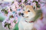 樱花下的可爱柴犬