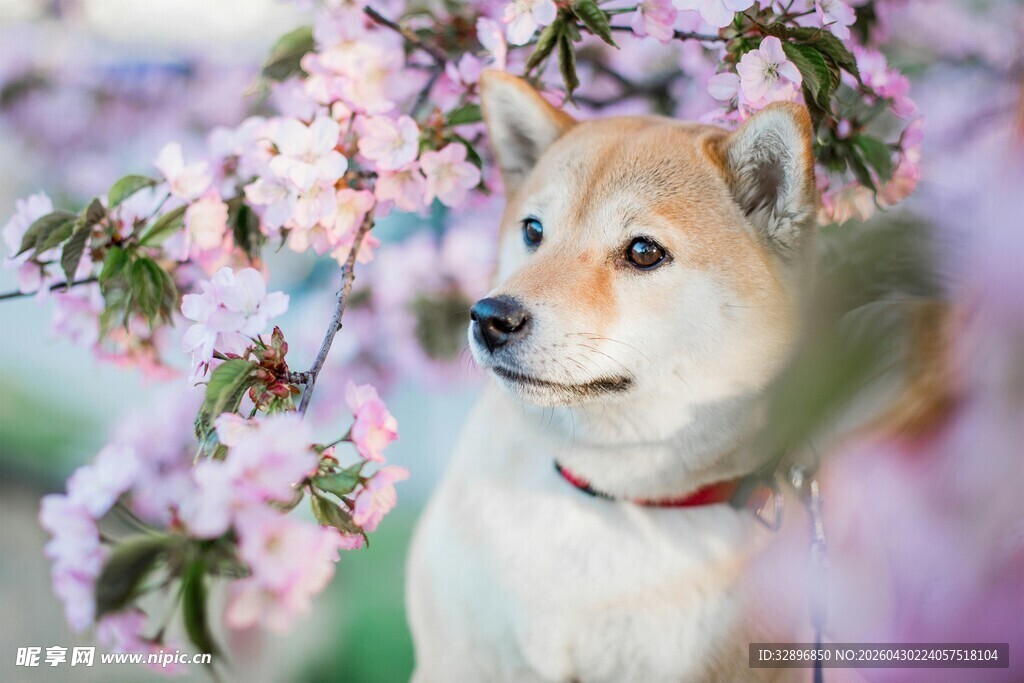 樱花下的可爱柴犬
