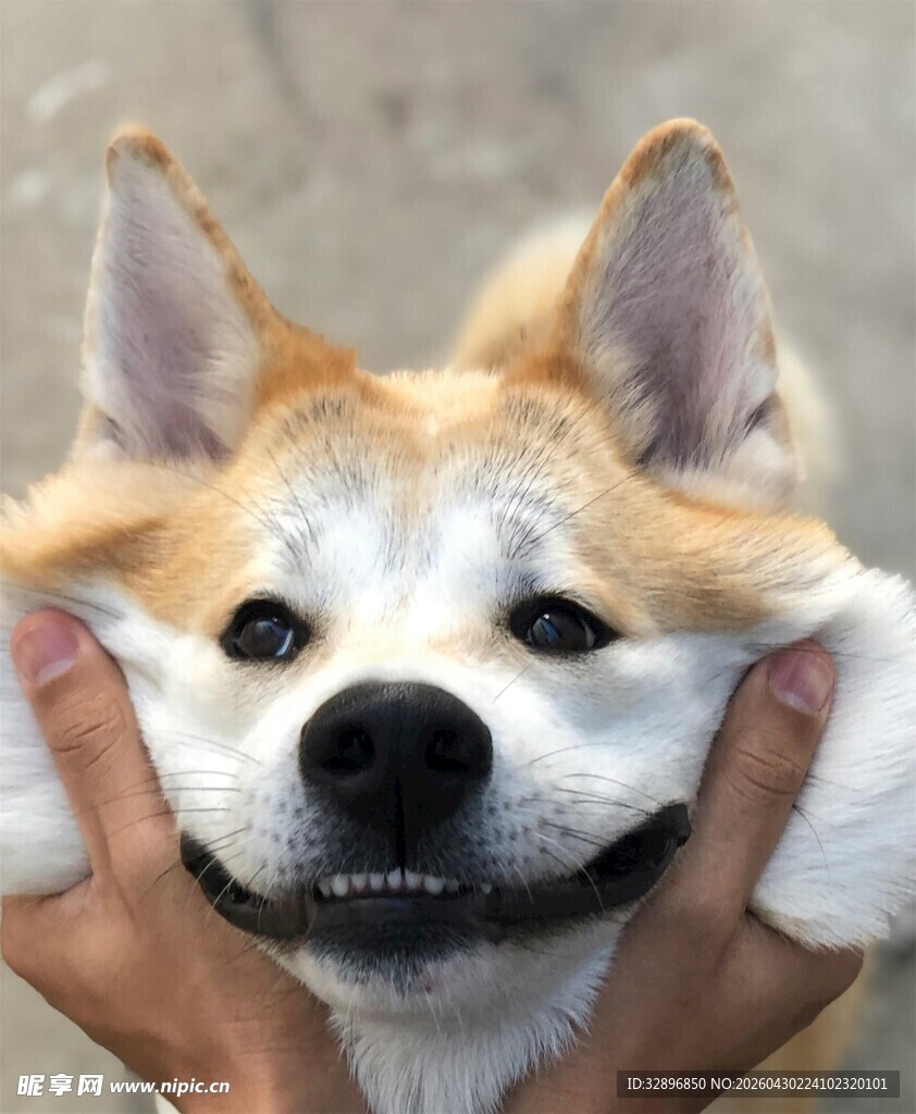 被双手捏脸的可爱柴犬