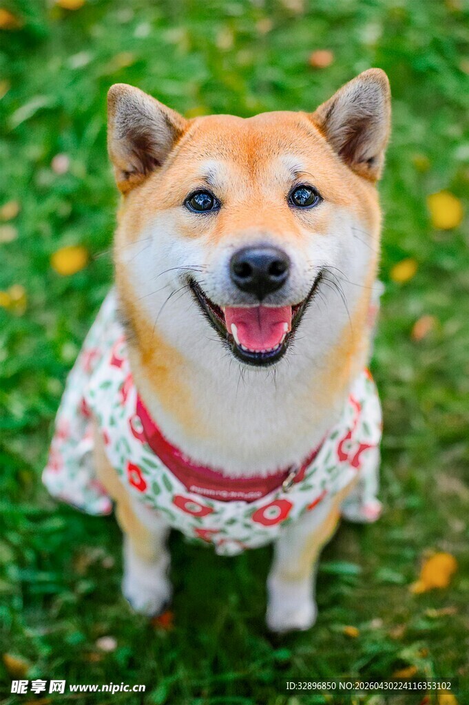 穿花裙的开心柴犬