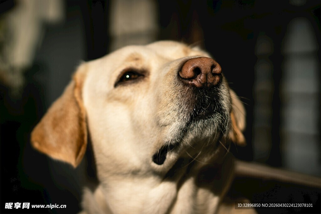 可爱拉布拉多犬抬头瞬间