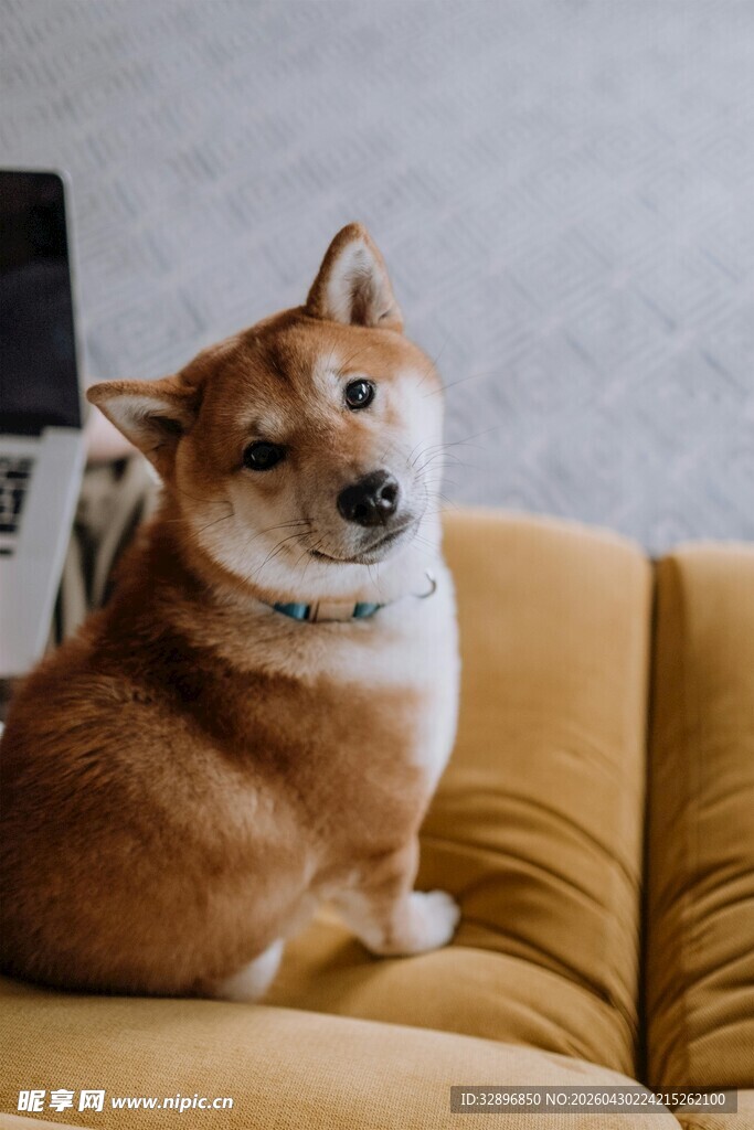 可爱柴犬端坐沙发