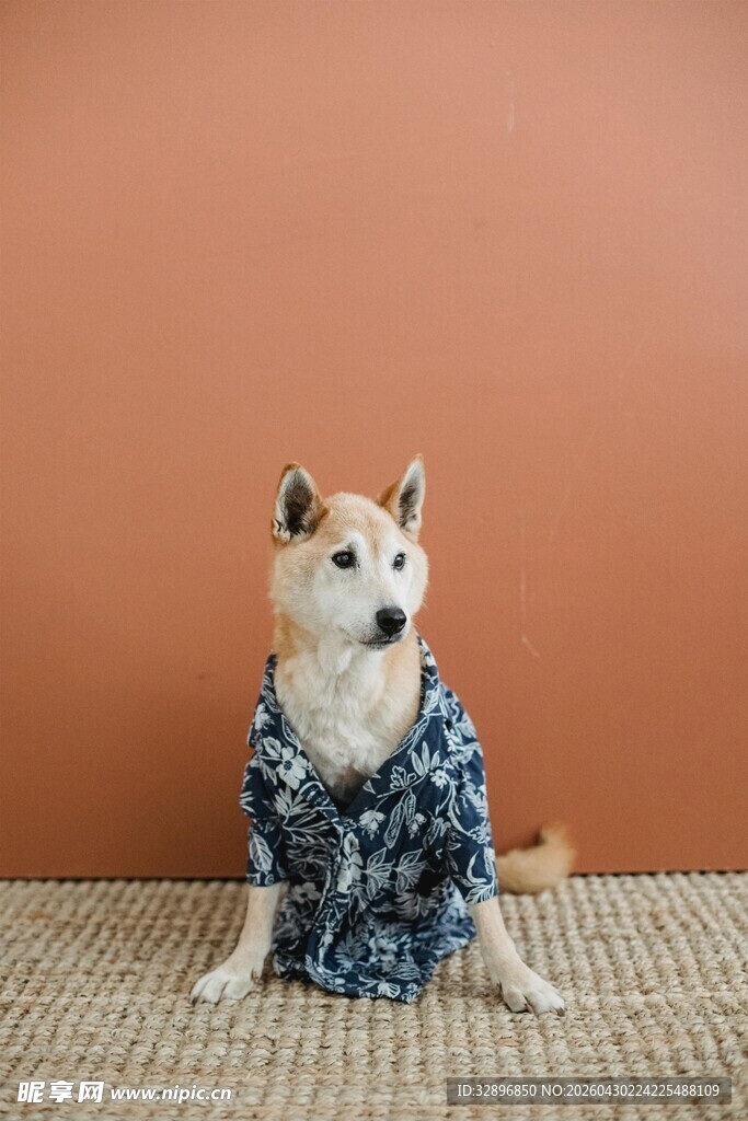 穿花衣的可爱柴犬