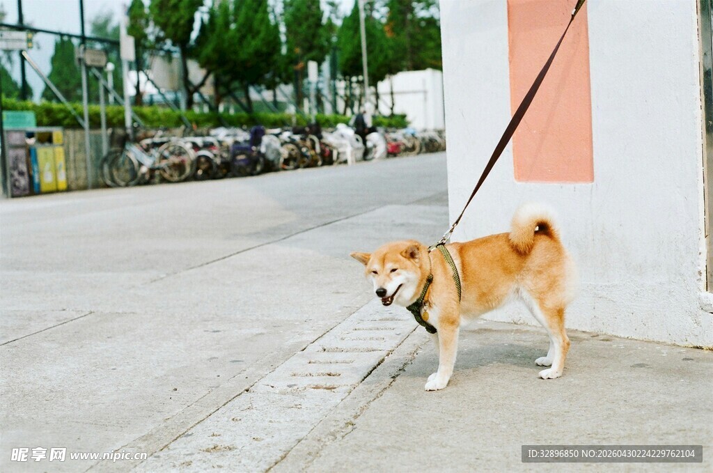 拴绳的柴犬站在户外