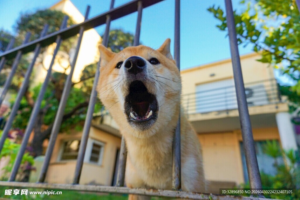 栅栏边张嘴的可爱柴犬