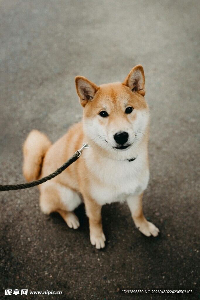 拴绳的可爱柴犬