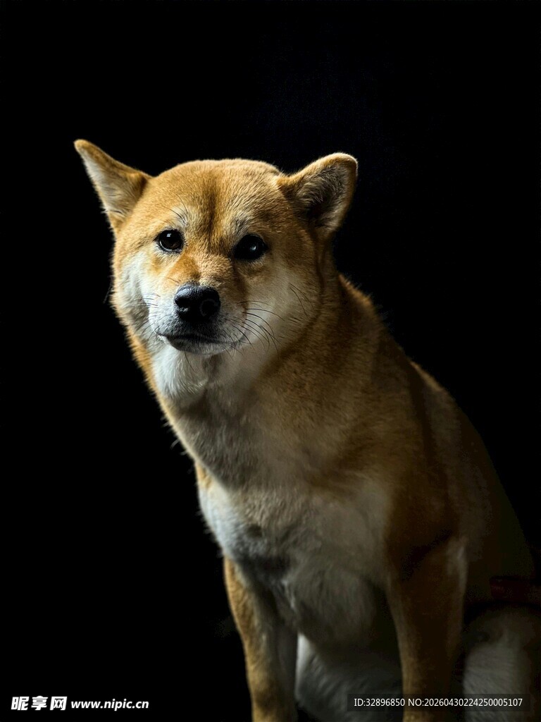 可爱柴犬的黑色背景特写