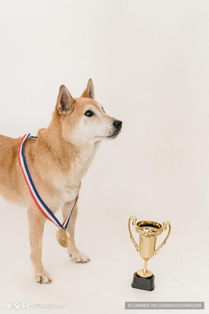 获奖柴犬与奖杯