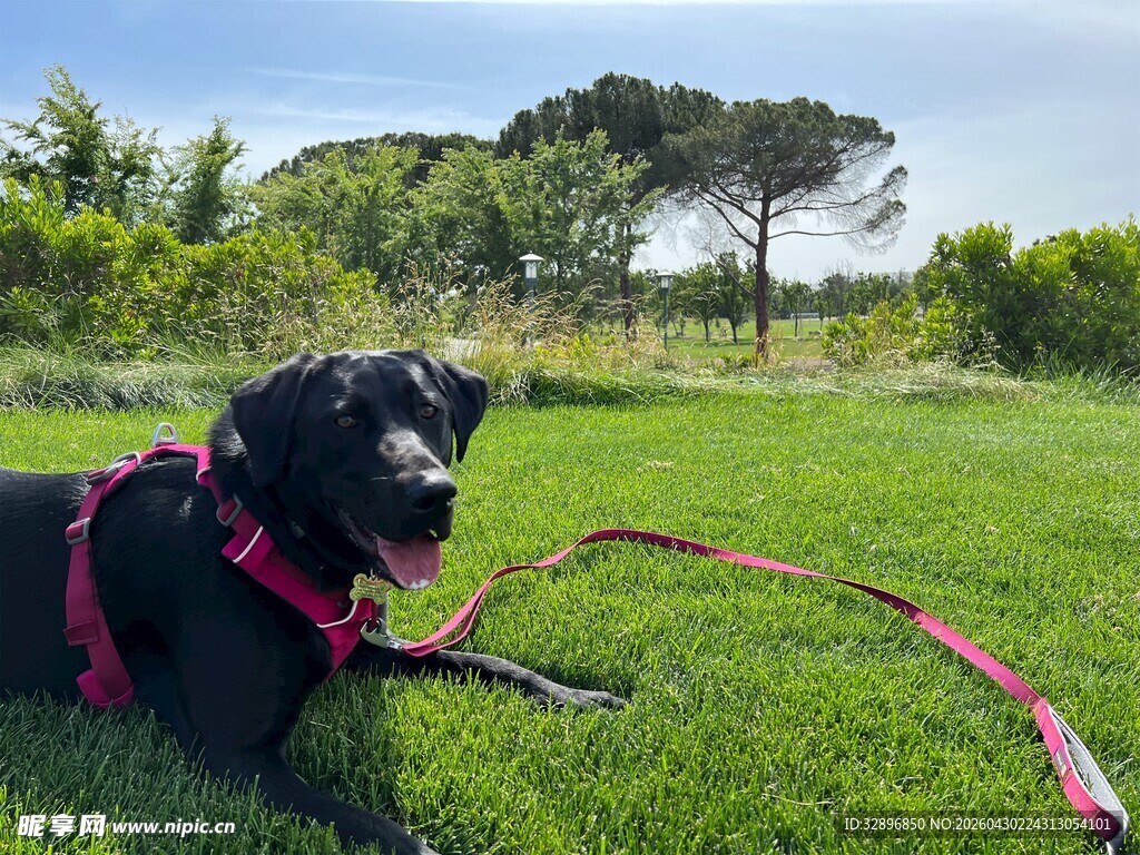 草地上休憩的可爱黑犬
