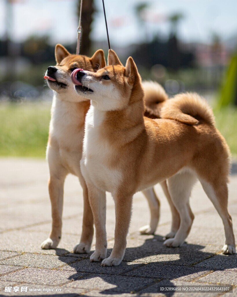 两只可爱柴犬户外站立