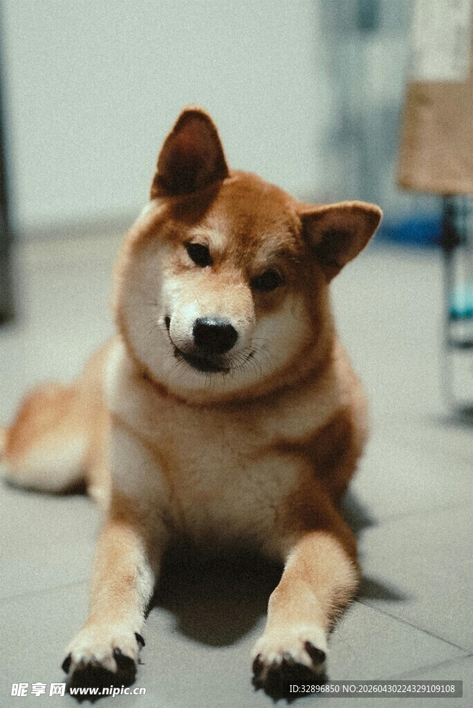可爱柴犬惬意趴地