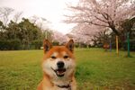 春日柴犬赏樱图