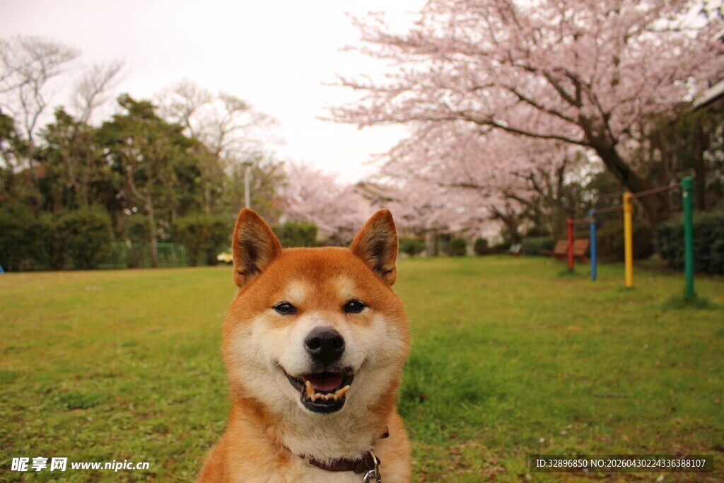 春日柴犬赏樱图