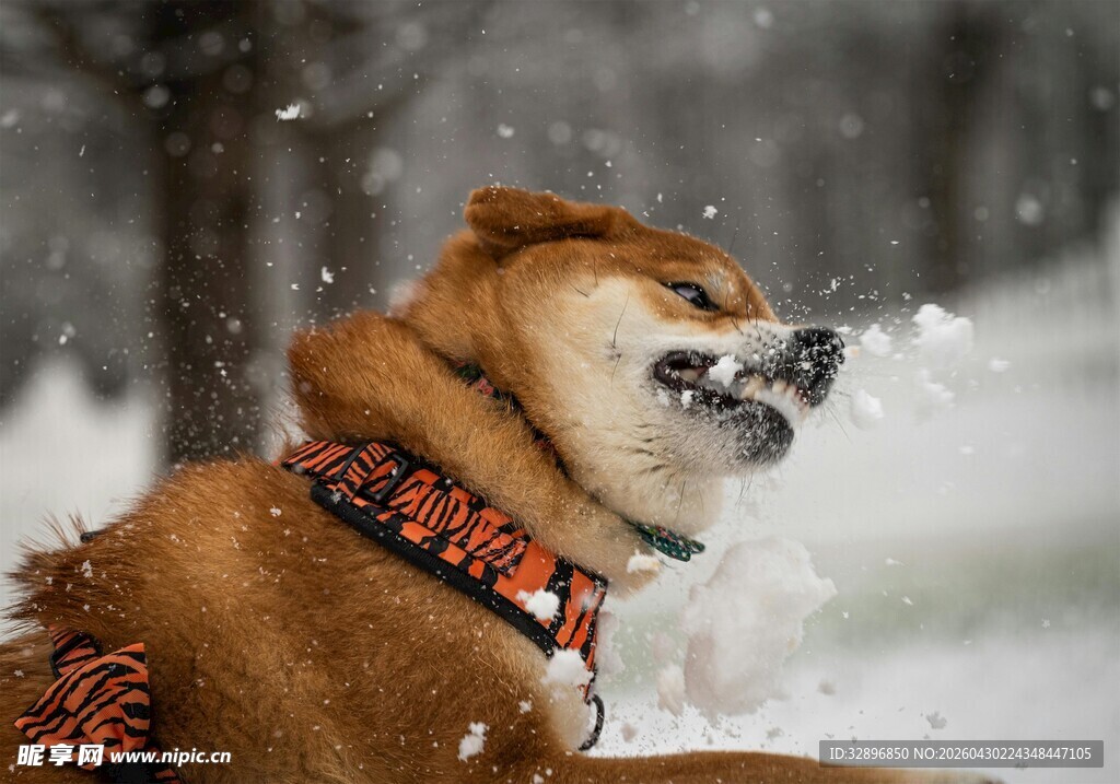 雪中玩耍的柴犬