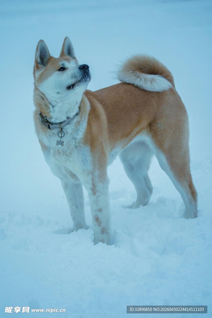 雪地中的柴犬