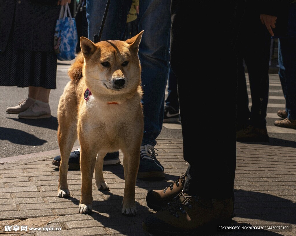 街头可爱柴犬站在人群旁