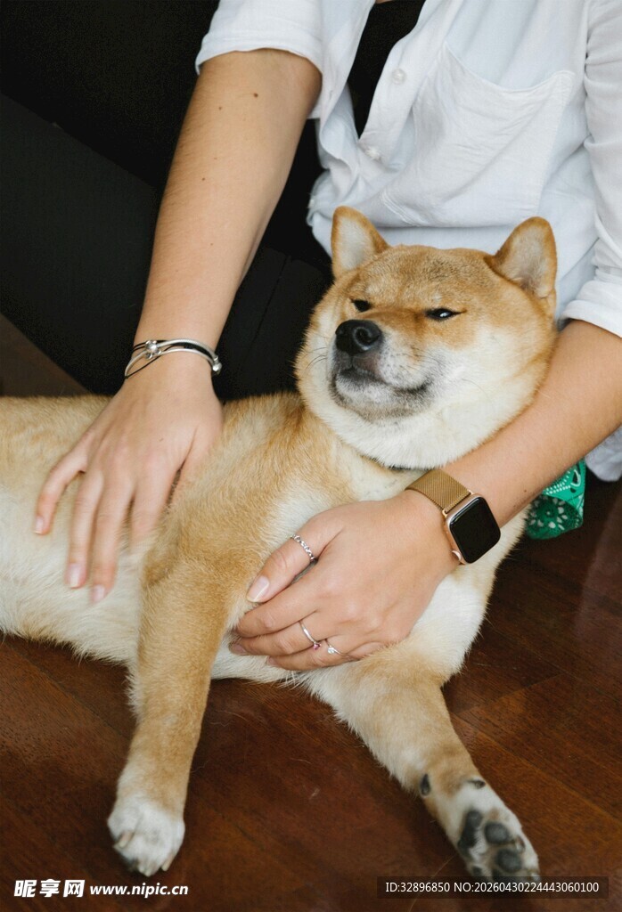 抚摸柴犬的温馨瞬间