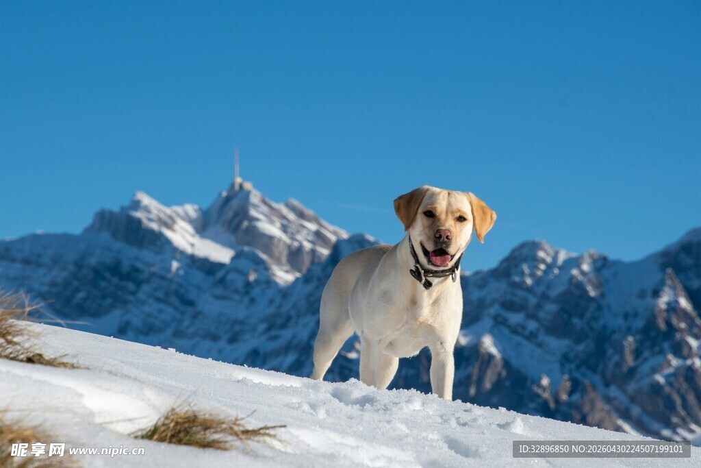 雪山上的快乐狗狗