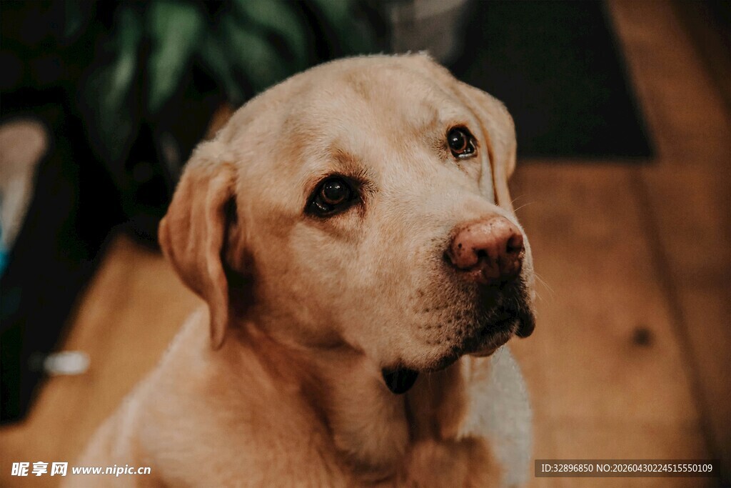 可爱拉布拉多犬专注神情
