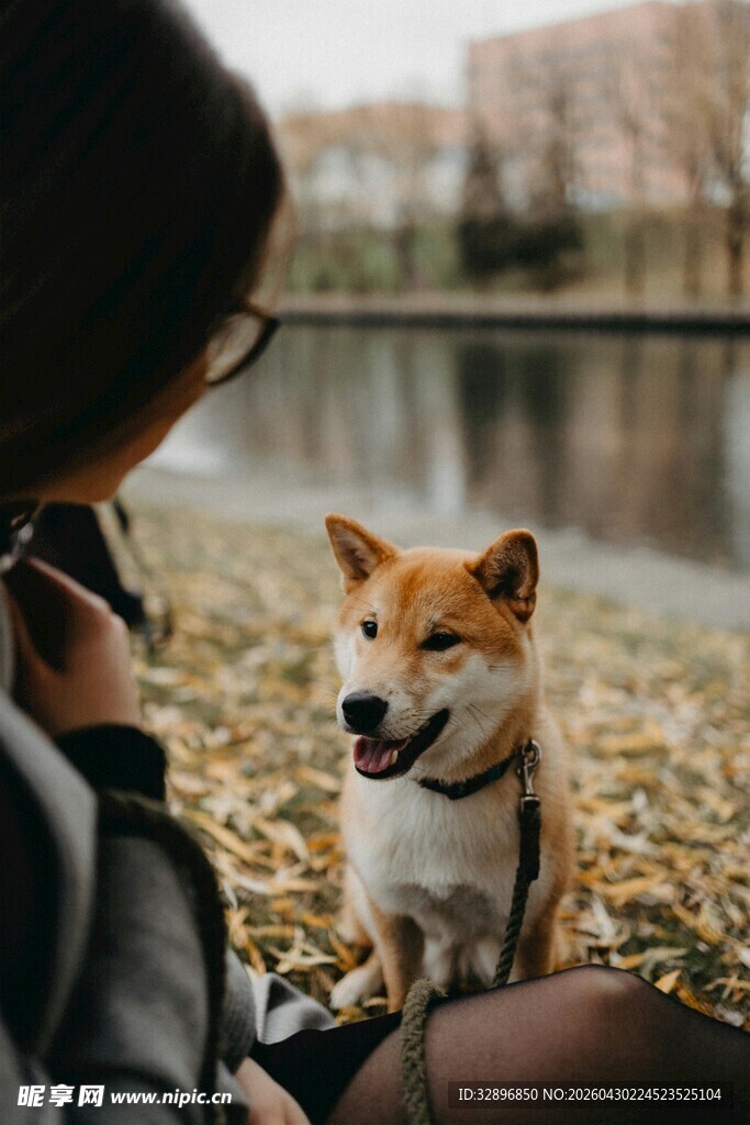 人与柴犬惬意相伴时光