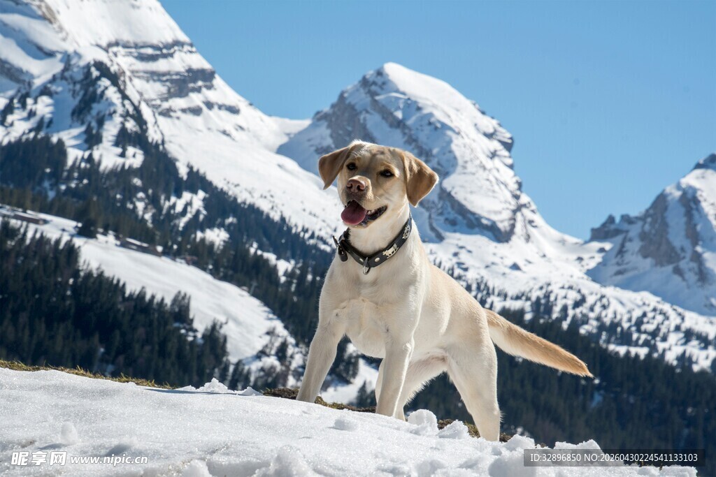 雪地中的帅气拉布拉多犬