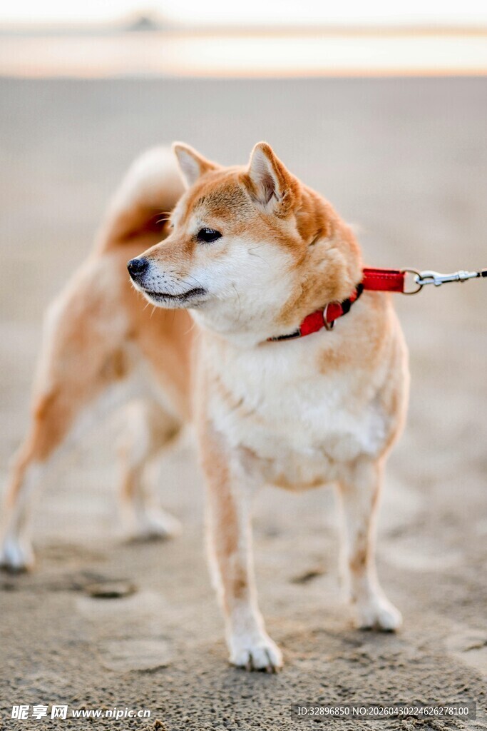 沙滩上被牵引的可爱柴犬