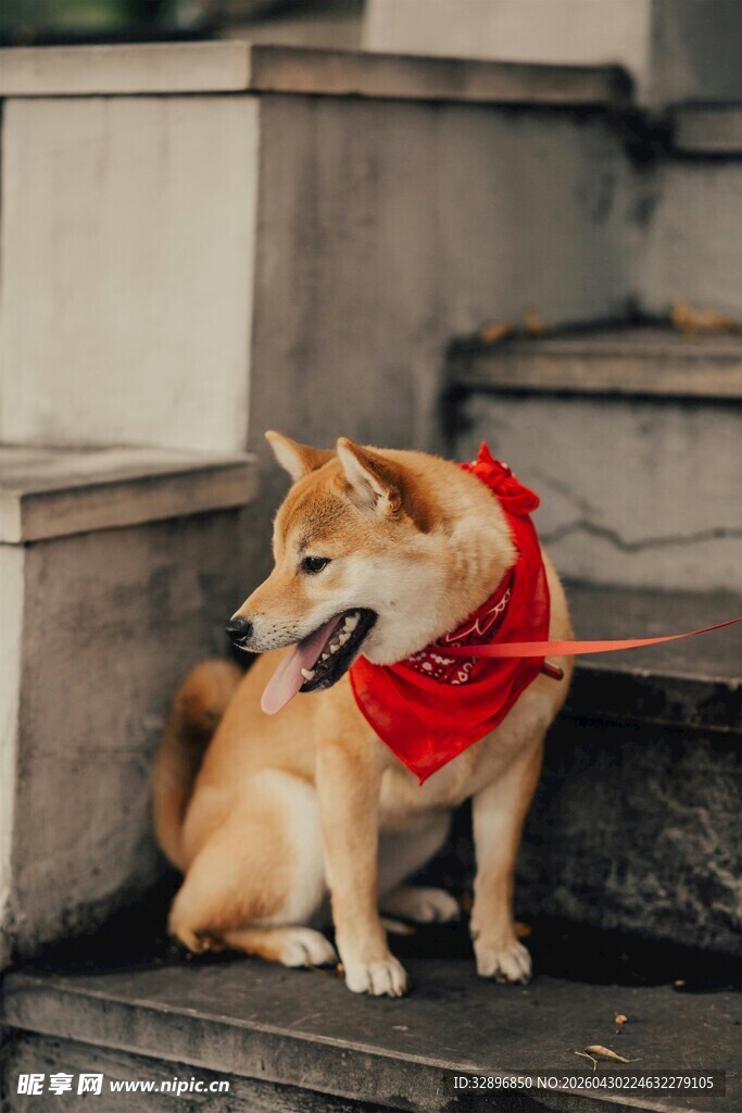 戴红围巾的可爱柴犬