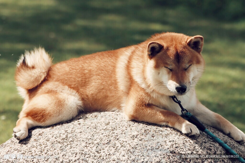 趴在石头上的可爱柴犬
