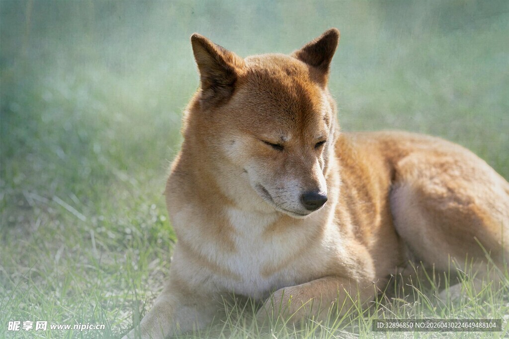 草地上休憩的棕色小狗