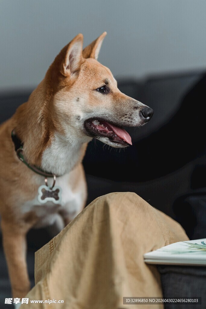 狗狗依偎在主人腿边