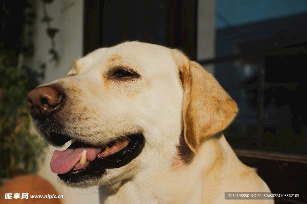可爱拉布拉多犬露开心模样