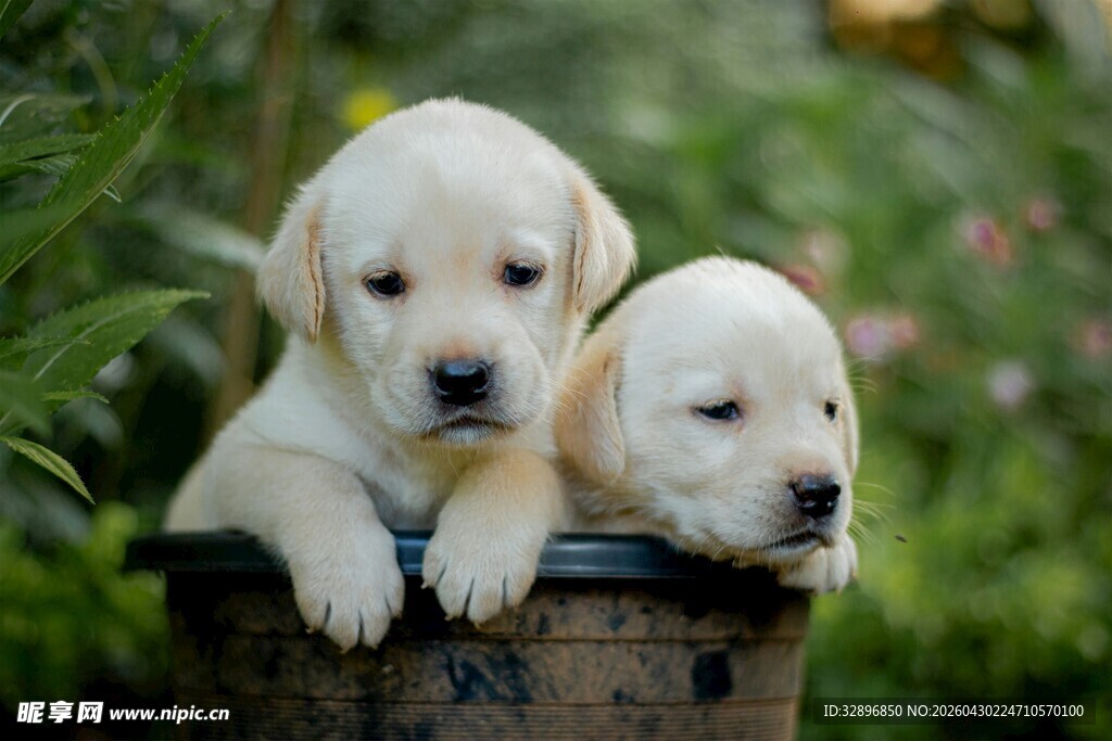两只可爱萌趣的拉布拉多幼犬