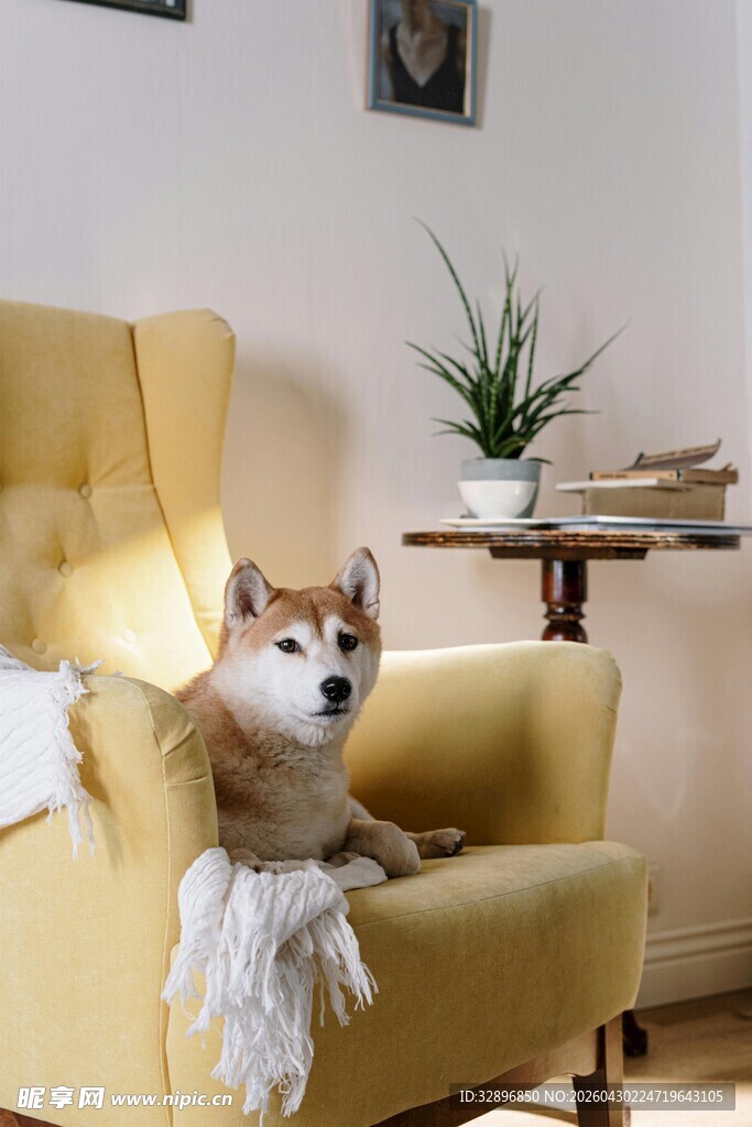 柴犬惬意坐于黄色沙发上