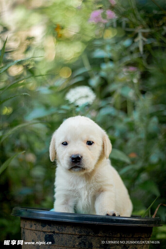 可爱拉布拉多幼犬坐于绿植间