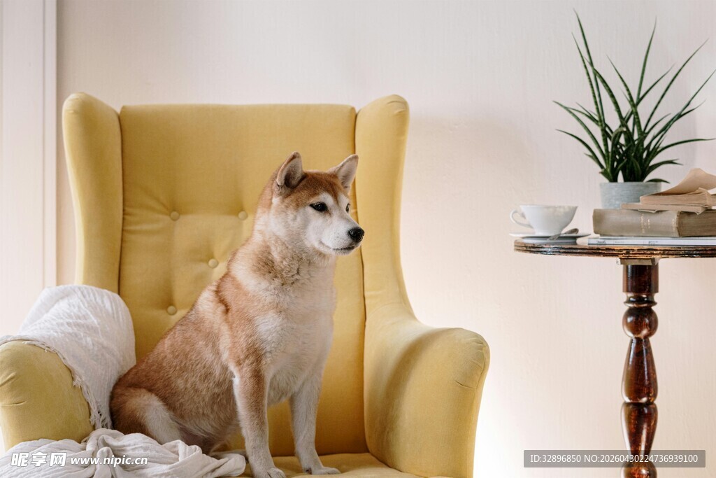 柴犬端坐黄色沙发上