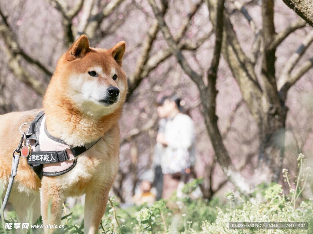 户外的帅气柴犬