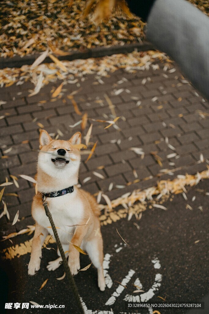 可爱柴犬在户外地面微笑