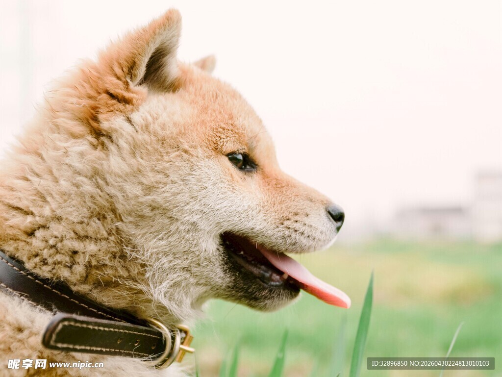 草地上吐舌的可爱柴犬
