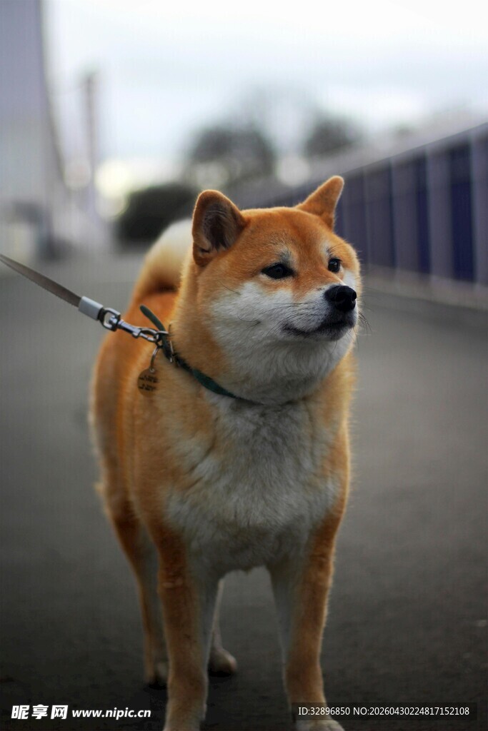 拴绳的柴犬站在户外