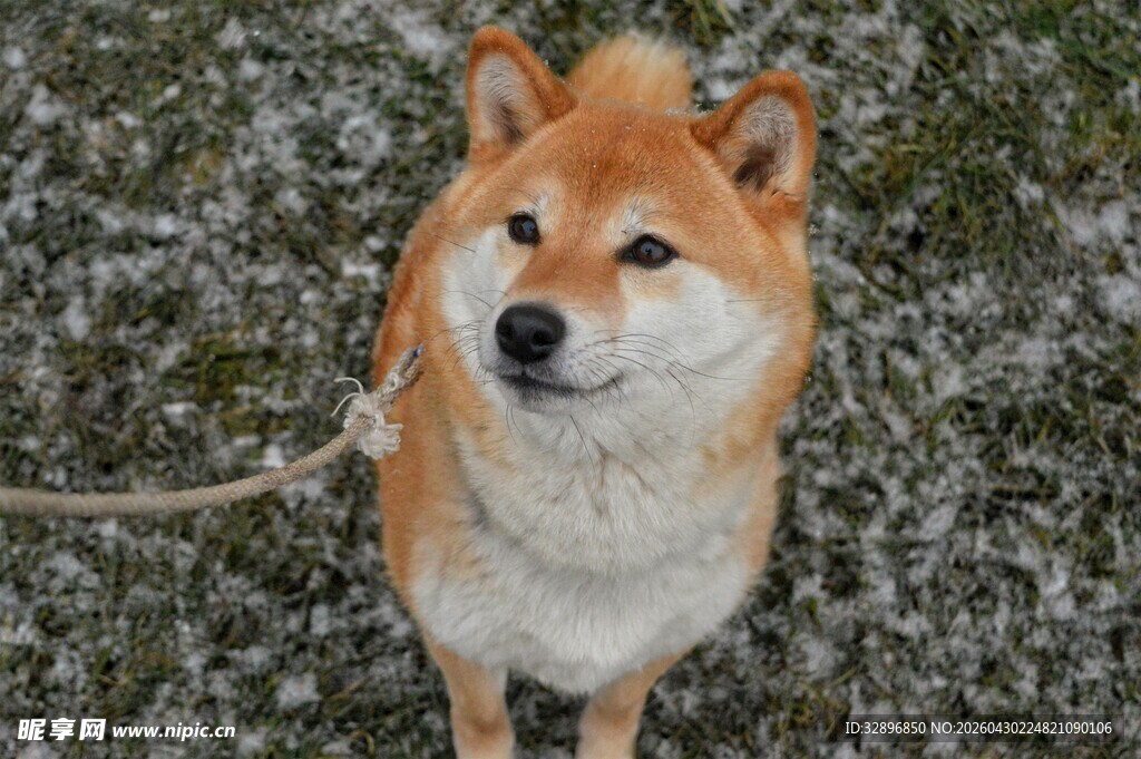 可爱柴犬站立草地