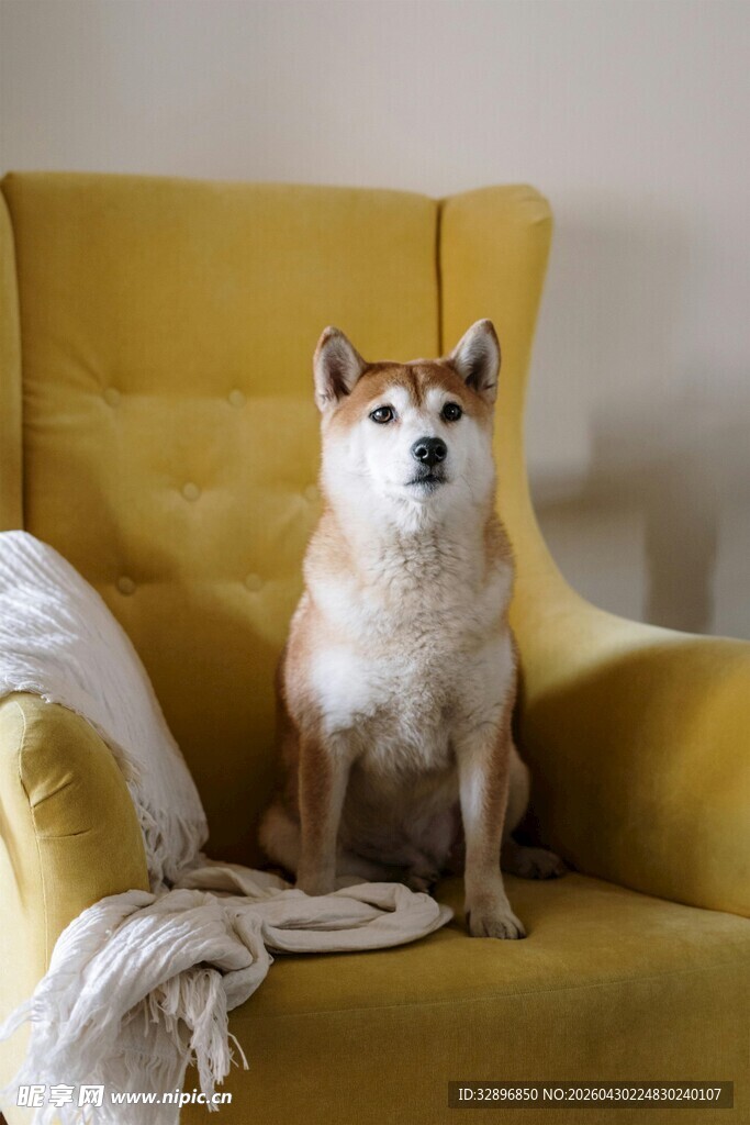 柴犬端坐于黄色沙发上