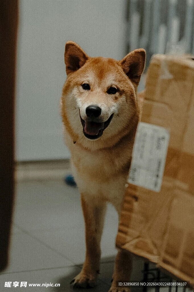 可爱柴犬站在纸箱旁