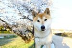 春日樱花下的可爱柴犬