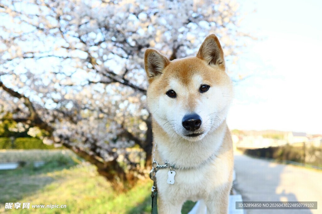 春日樱花下的可爱柴犬