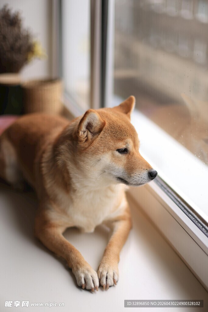 窗边趴着的可爱柴犬