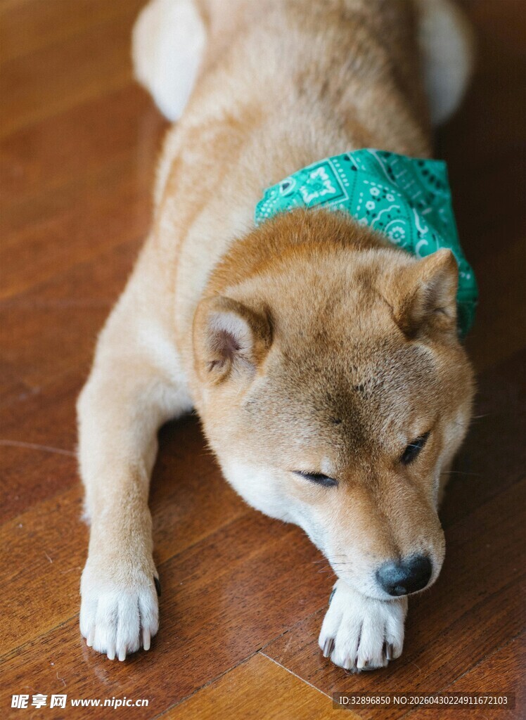 趴着的戴头巾柴犬