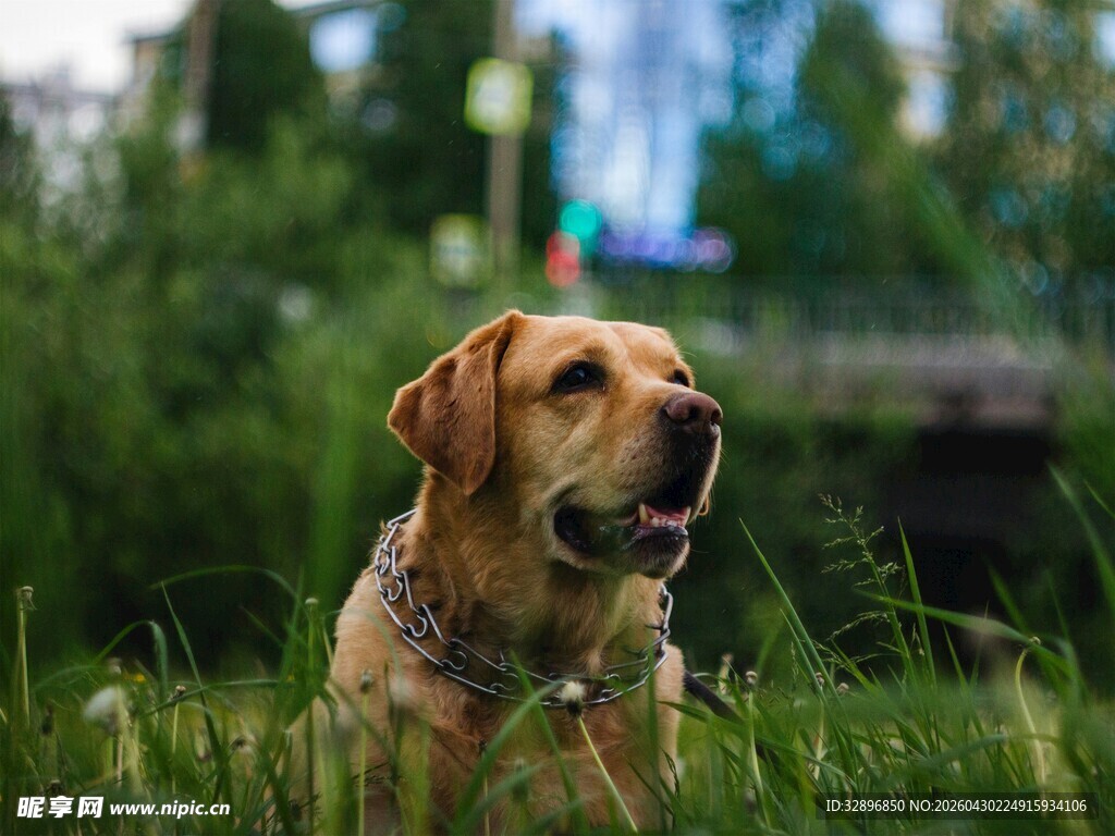 草地上的可爱拉布拉多犬