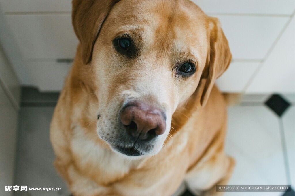 可爱拉布拉多犬凝视镜头