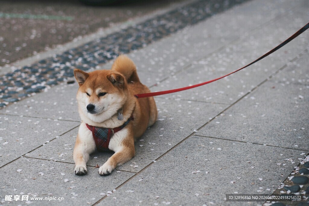 拴绳的可爱柴犬